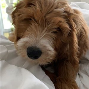 Meet your Posher, Lindsey